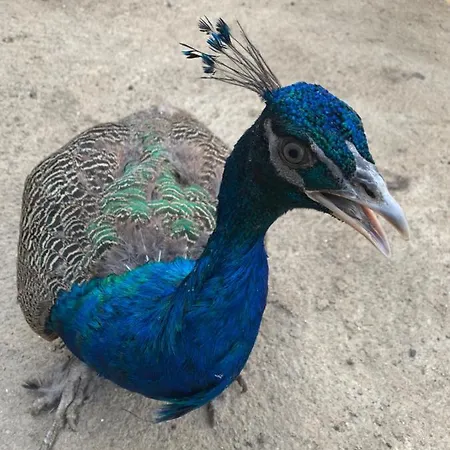 Valonquinta - Agro & Гостевой дом 4*