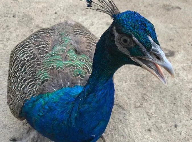 Valonquinta - Agro & Guest house 4*